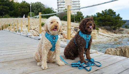 Unlocking Pet Health: Essential Tips for Keeping Your Furry Friends Happy