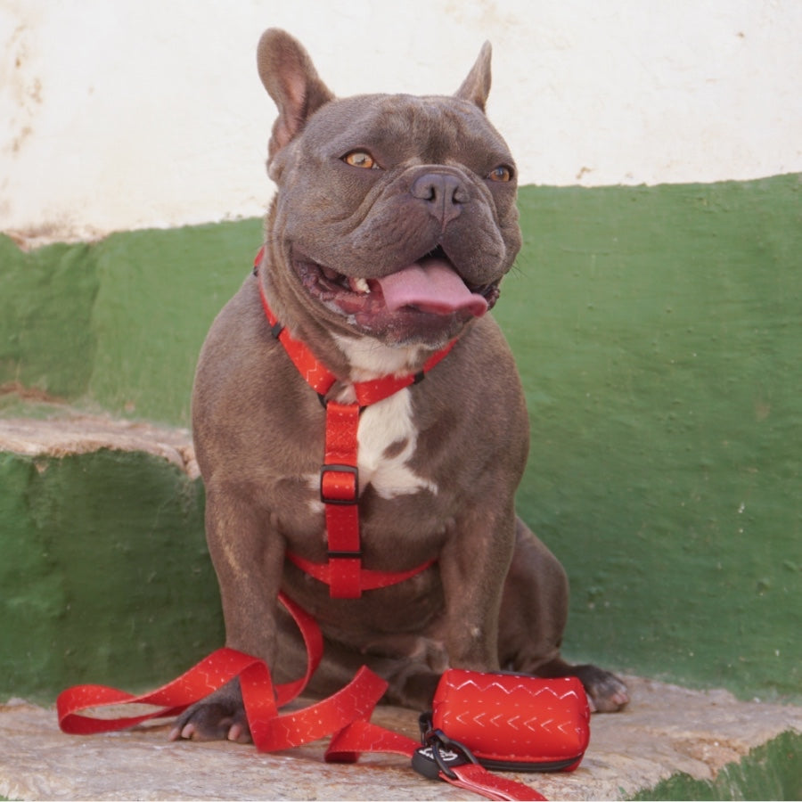 BLAZE - Arnés Ajustable H para perros