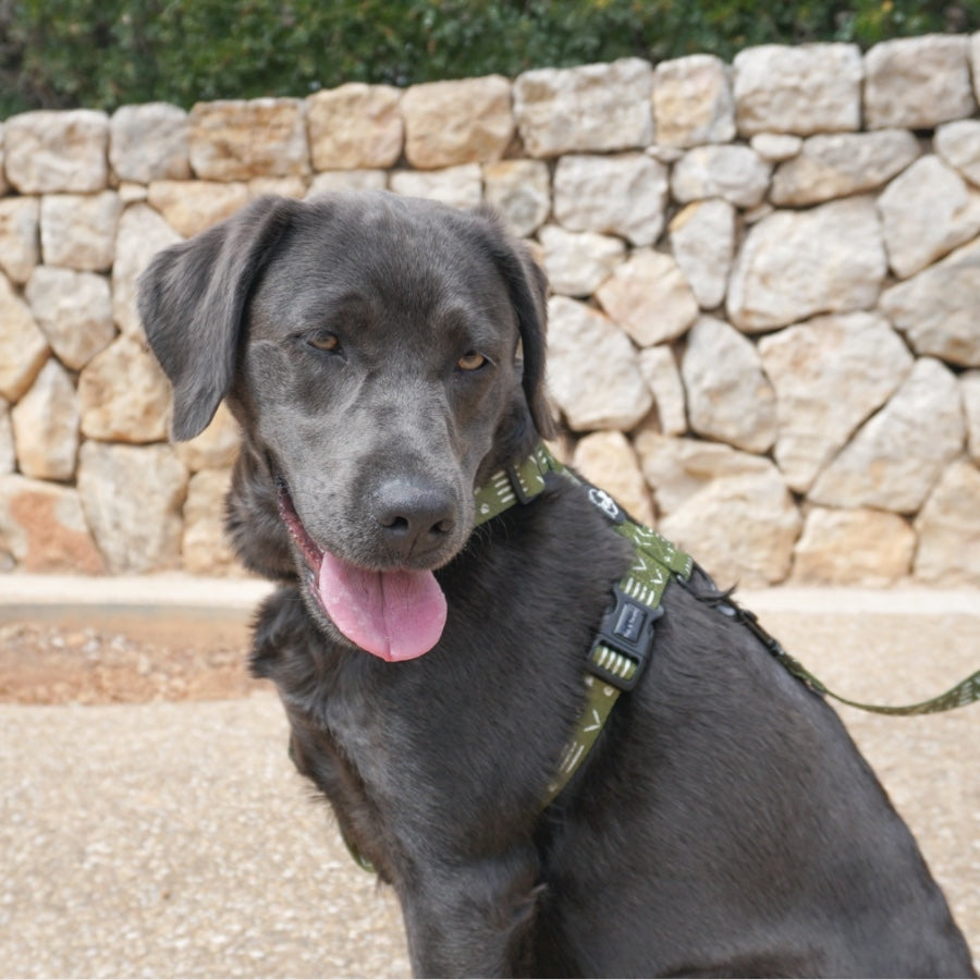 ORION - Adjustable H Harness for dogs