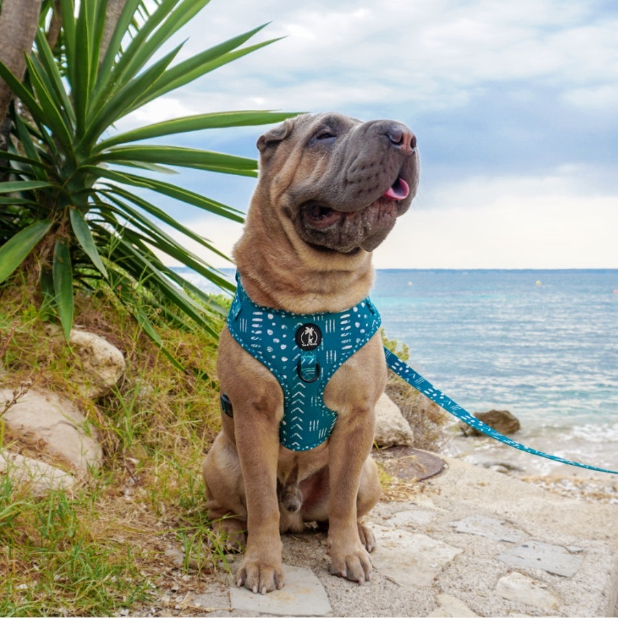 KAIA - Adjustable Harness for dogs