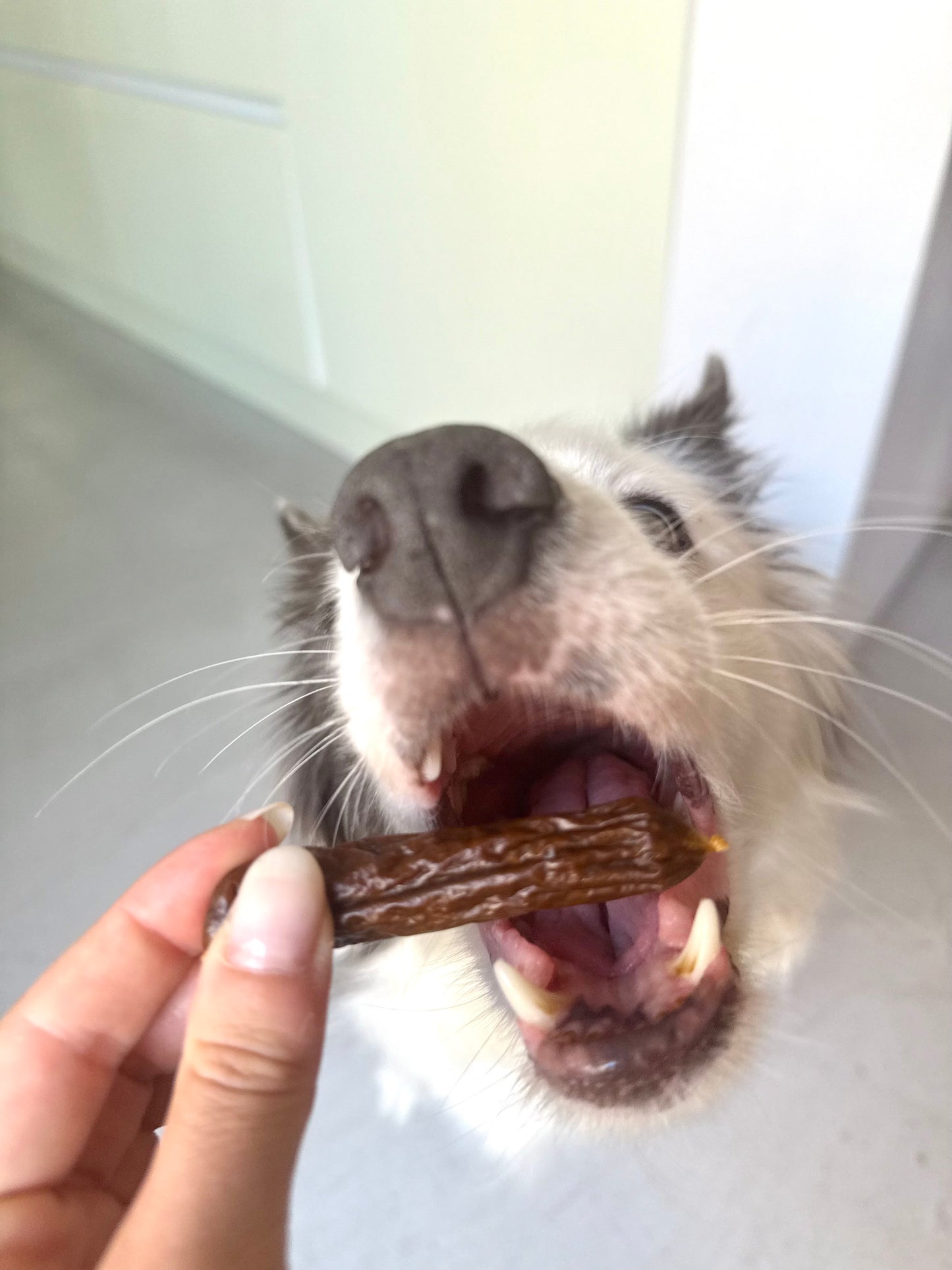 1 x Natural Chicken Sausage for Dogs (10 g) - Tail and Tropic