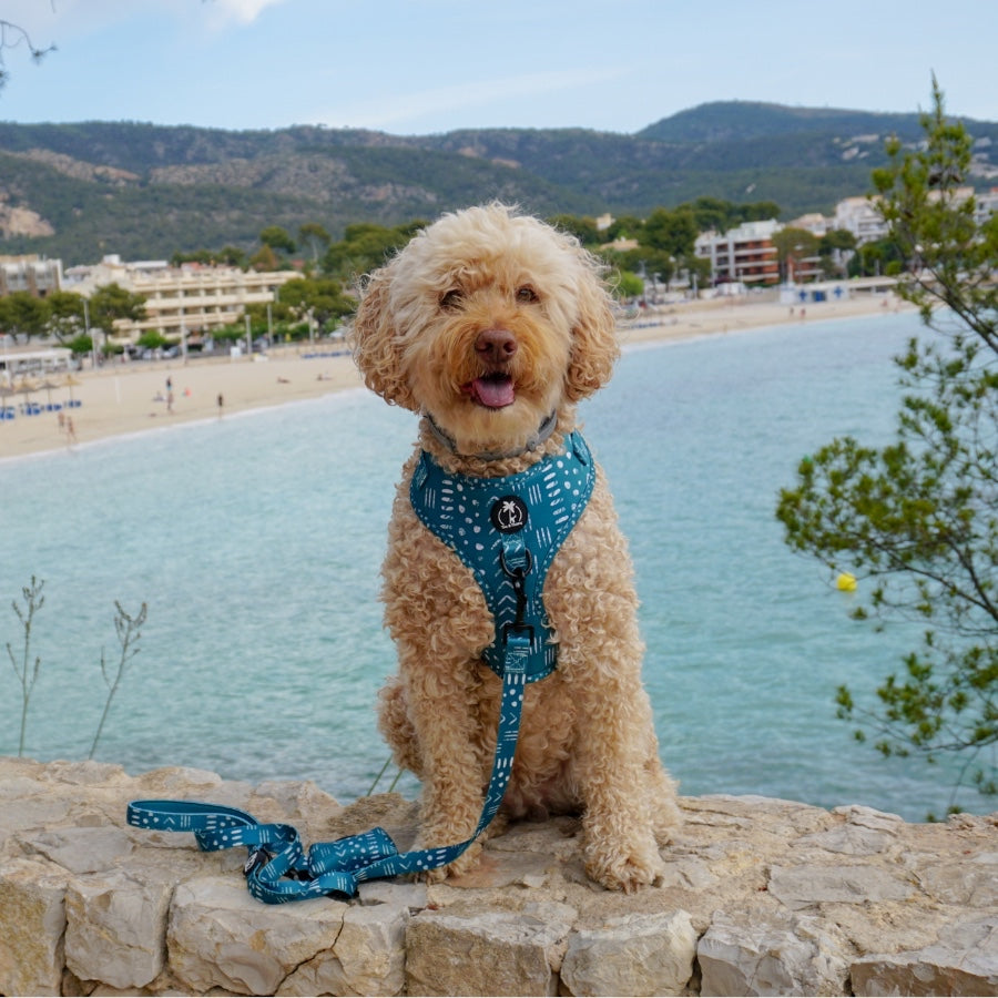 KAIA - Adjustable Harness for dogs