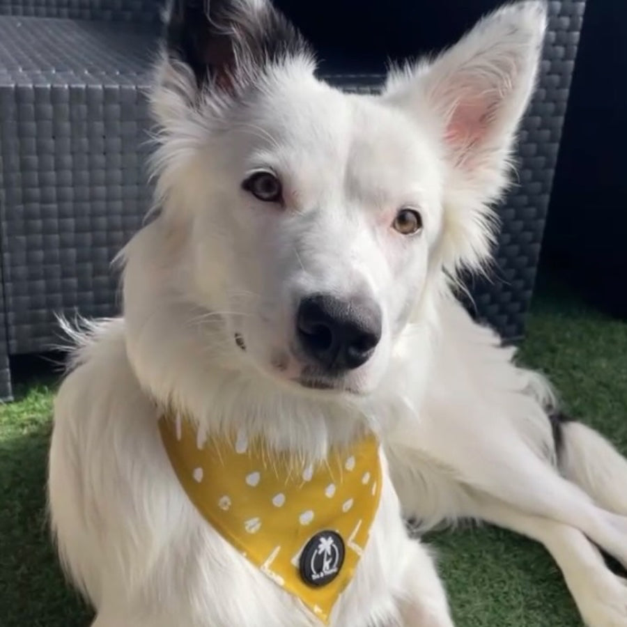 ASAHI - Dog Bandana