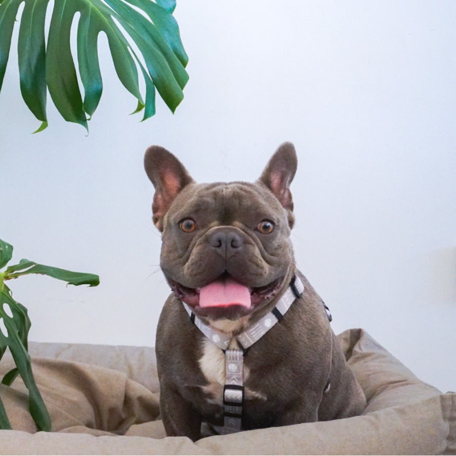 FIHR - Adjustable H Harness for dogs