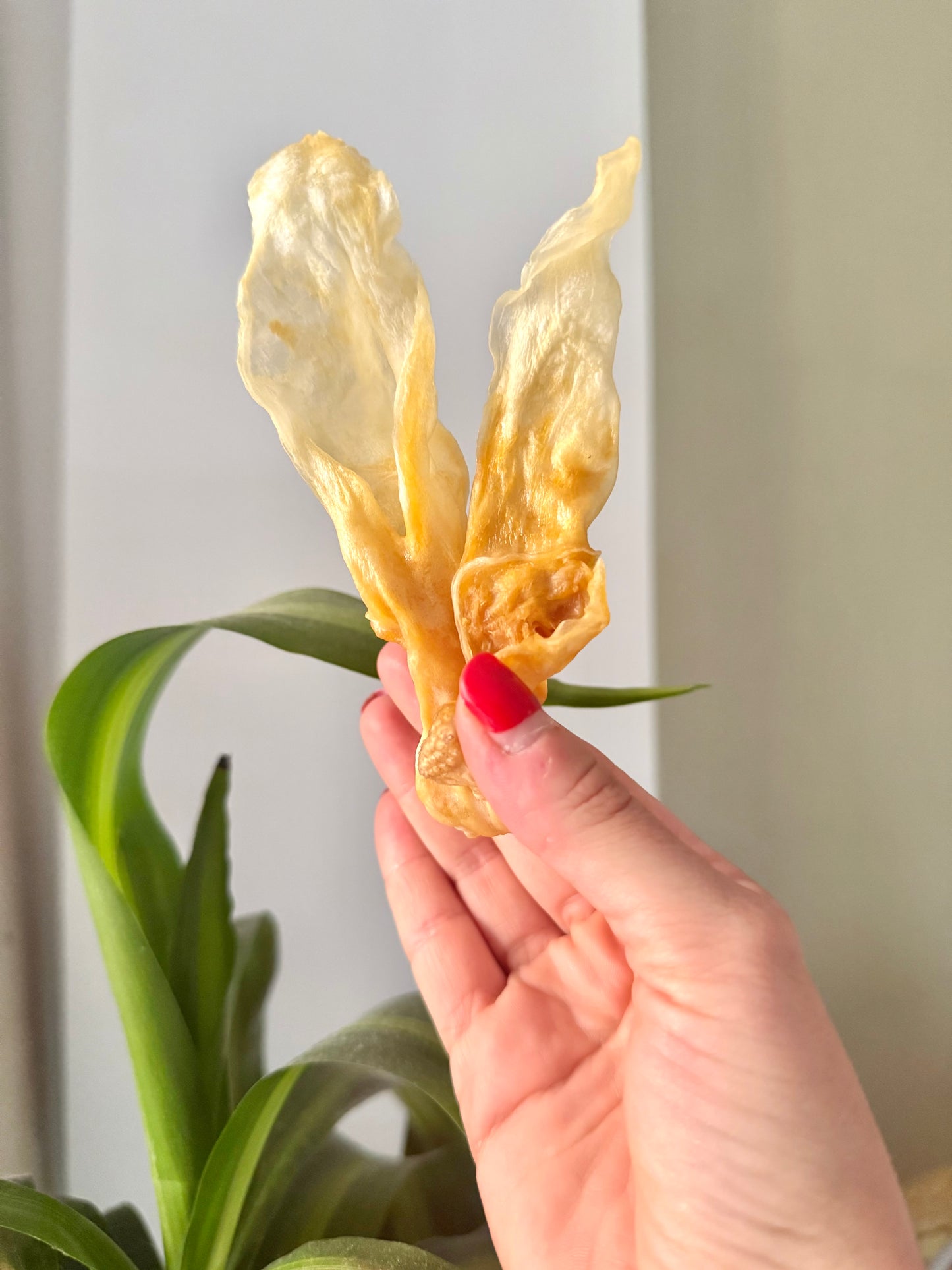 20g Natural Rabbit Ears without hair - Tail & Tropic