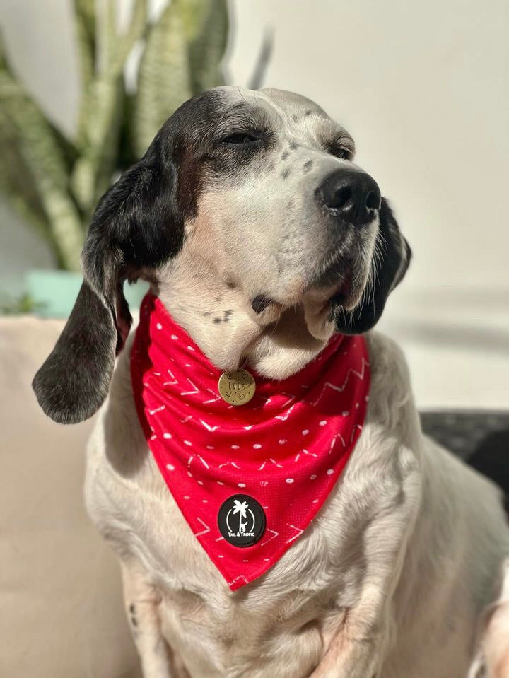 BLAZE - Dog Bandana