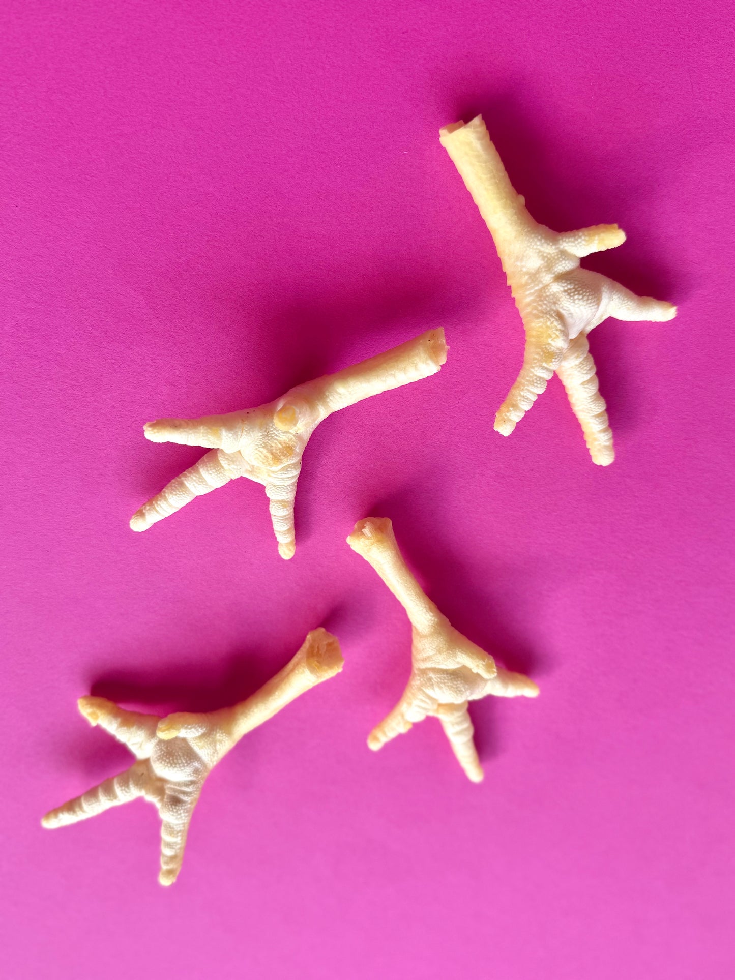 1 x Natural White Chicken Foot - Tail and Tropic