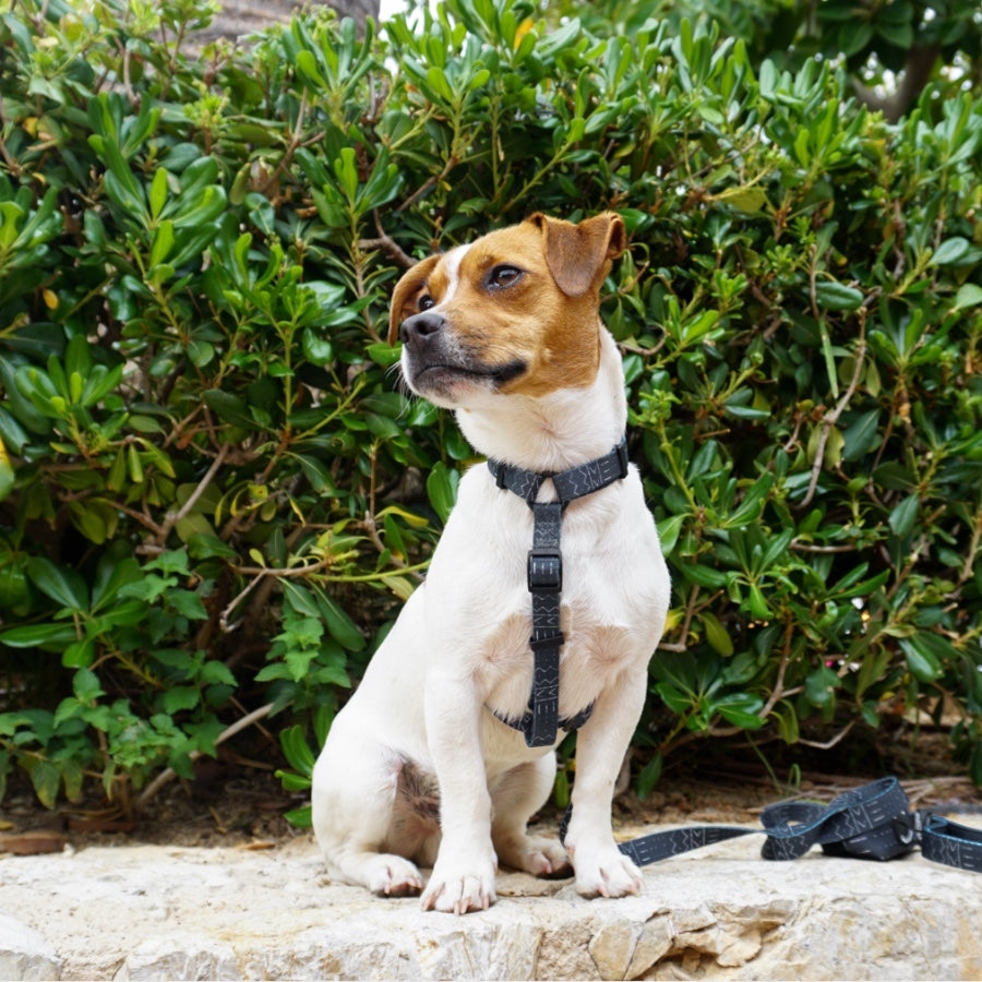 LUNA - Adjustable H Harness for dogs