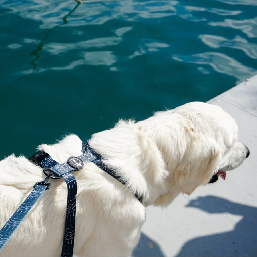 LUNA - Adjustable H Harness for dogs