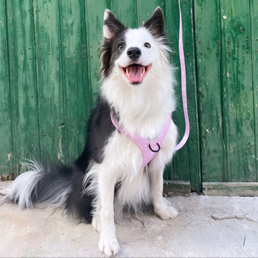 ONA - Adjustable Harness for dogs