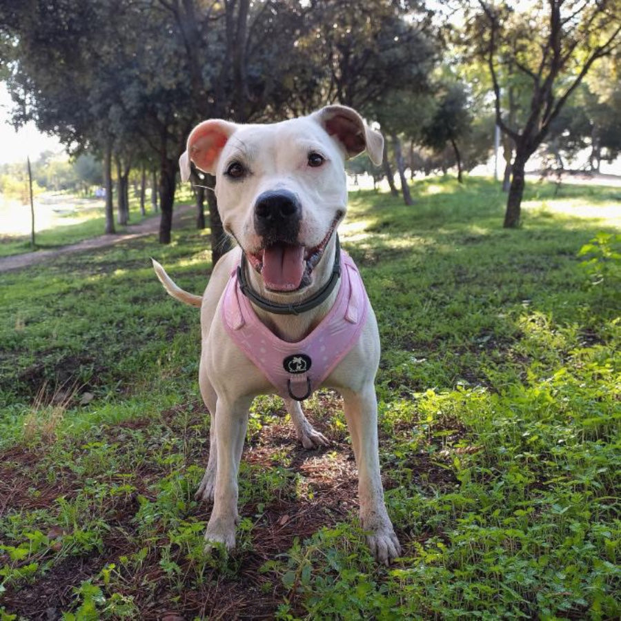 ONA - Adjustable Harness for dogs