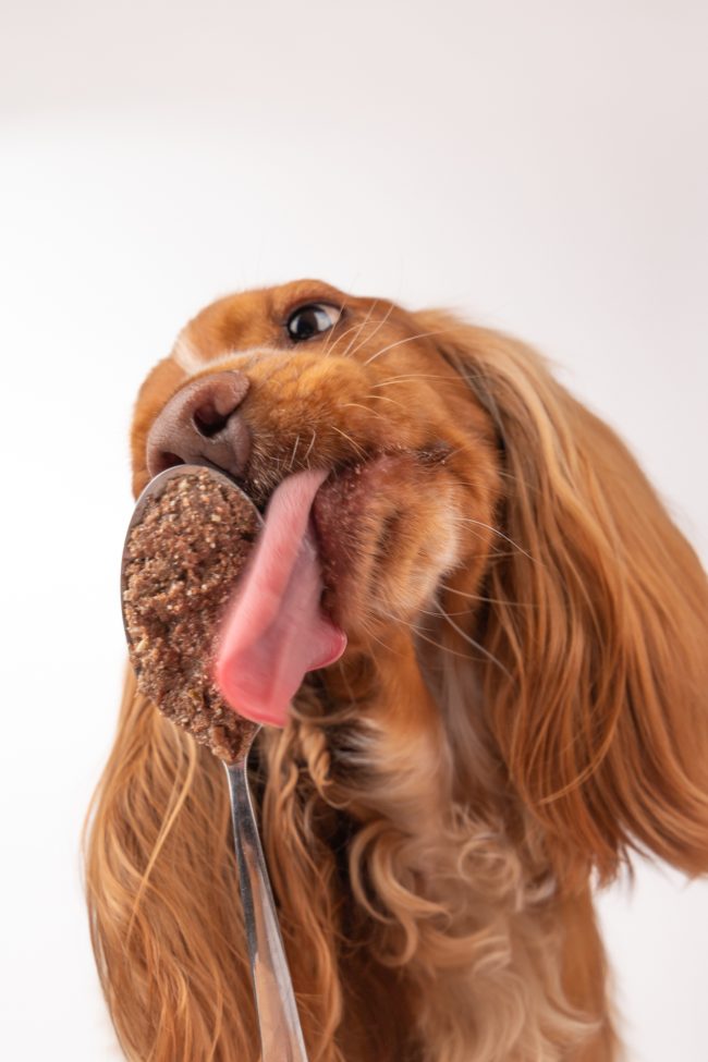 SALMON CARROT & SPINACH Humid Tinned Food from Cookas Cookies - Tail & Tropic