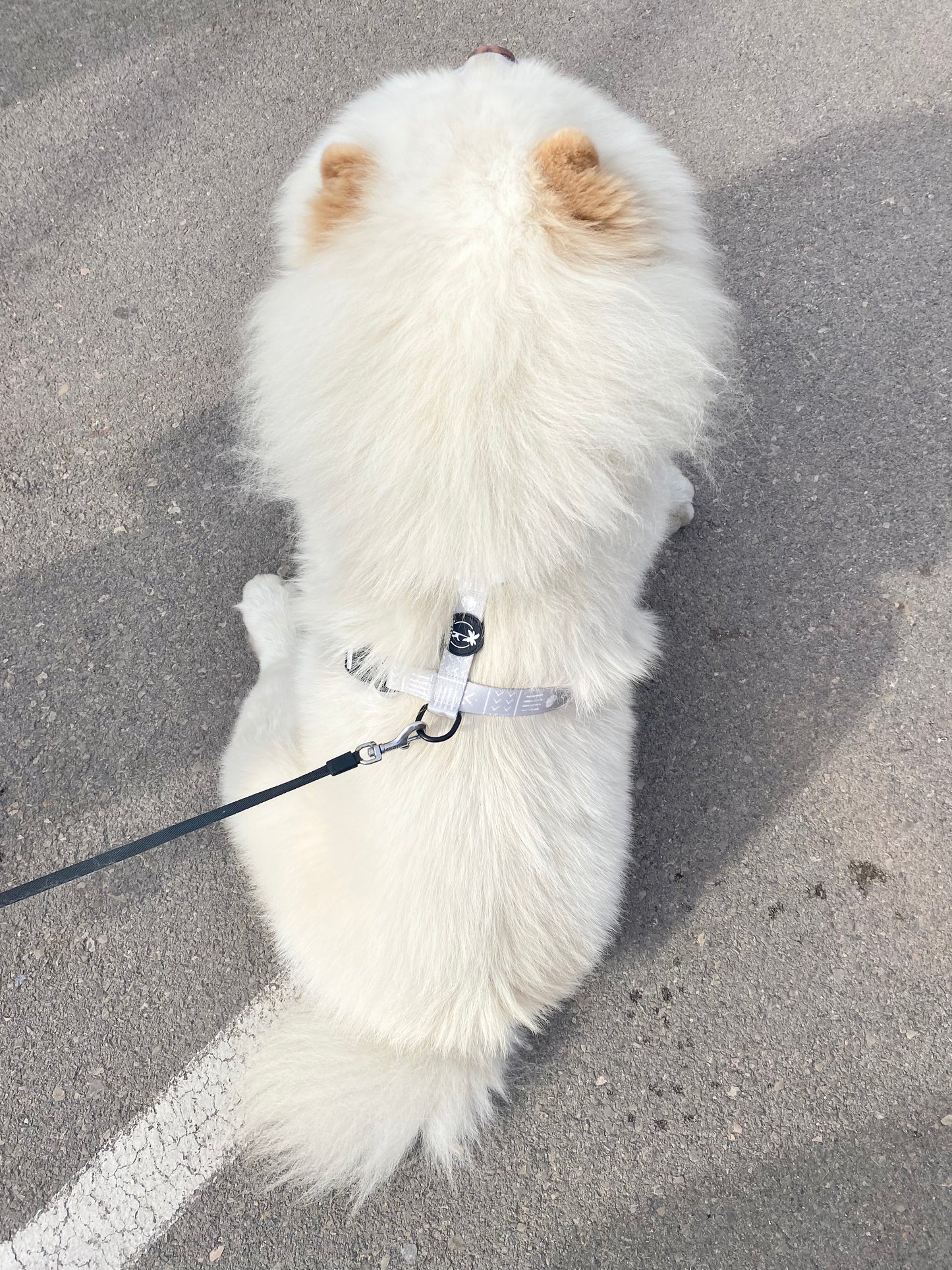 FIHR - Adjustable H Harness for dogs