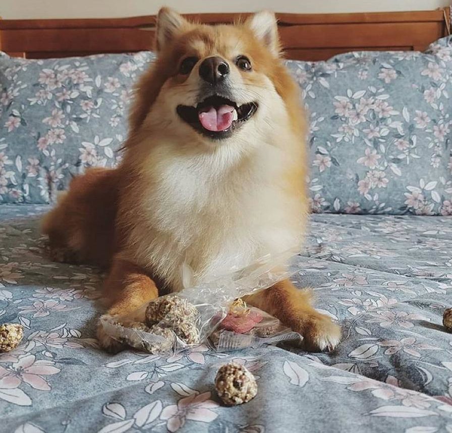 SARDINE & PORK KISSES - Handmade natural dog treats from Cookas Cookies - Tail & Tropic