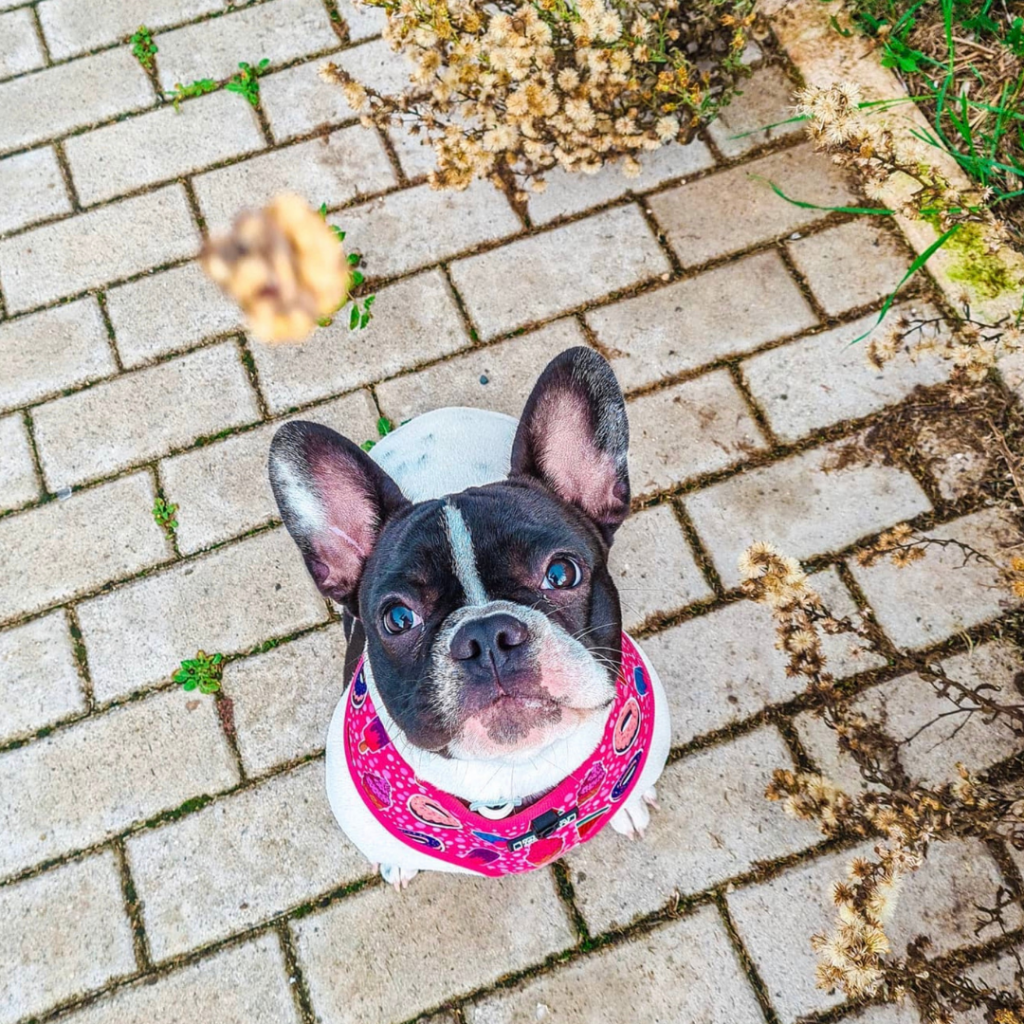 SARDINE & PORK KISSES - Handmade natural dog treats from Cookas Cookies - Tail & Tropic