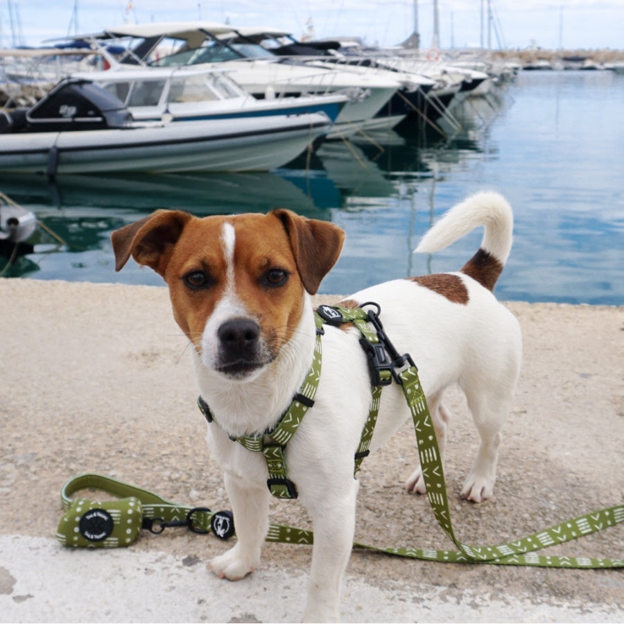 ORION - Adjustable H Harness for dogs