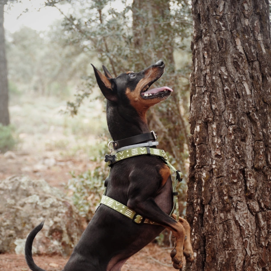 H harness outlet dog