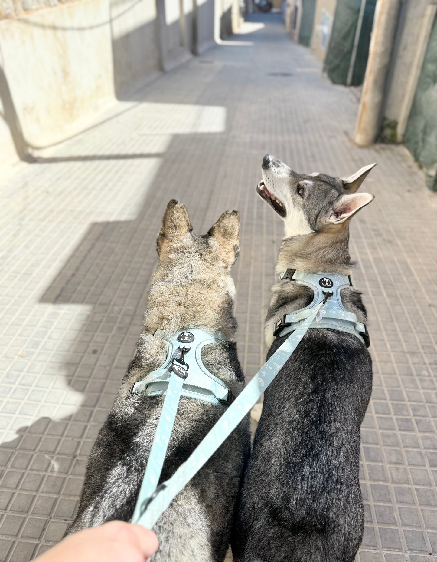 Correa Multiposición para Perros – Colección AURA 🌊 | Libertad Manos Libres en Azul Boho Mediterráneo – Tail & Tropic
