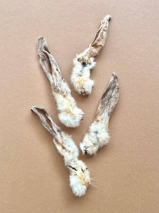 1 x Rabbit Ear with Fur – Natural Snack for Dogs - Tail & Tropic