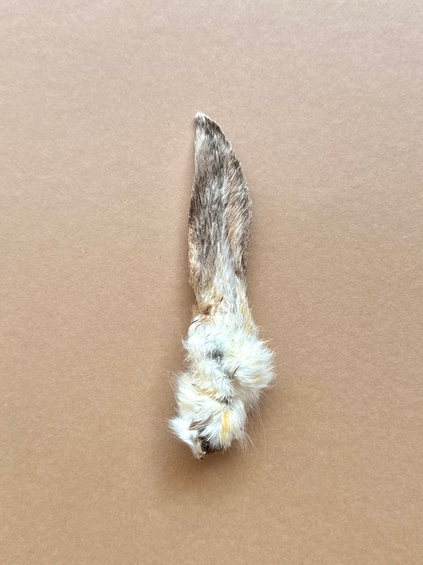 1 x Rabbit Ear with Fur – Natural Snack for Dogs - Tail & Tropic