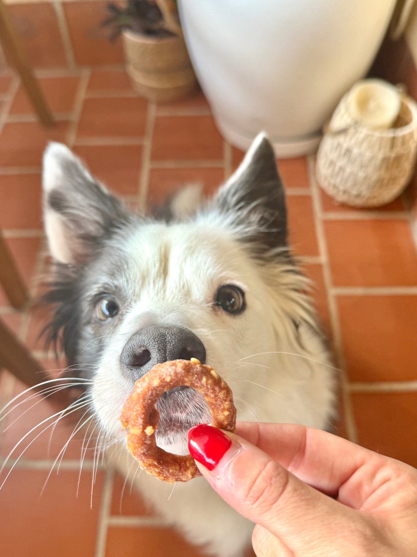 1 x Chicken Ring - Tail & Tropic