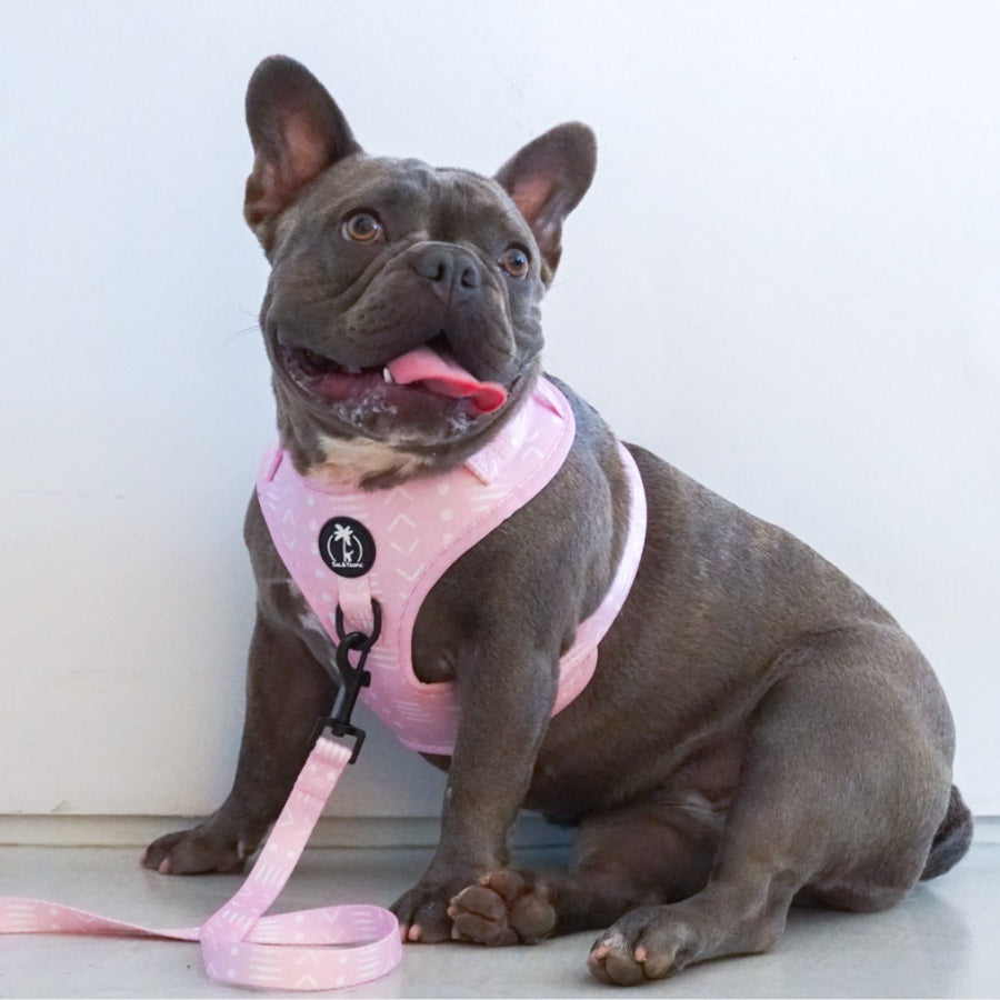 ONA - Adjustable Harness for dogs