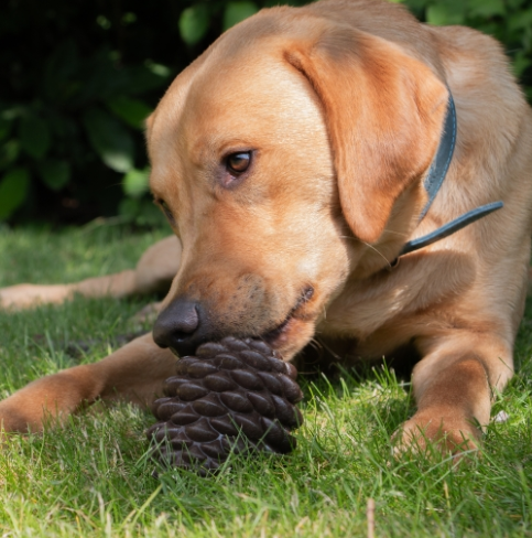 Ancol Treat Dispensing Pine Cone