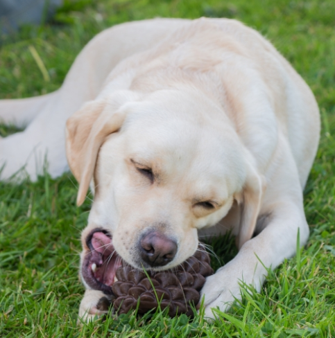 Ancol Treat Dispensing Pine Cone